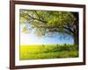 Spring Tree with Fresh Green Leaves on a Blooming Meadow-Dudarev Mikhail-Framed Photographic Print