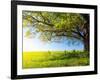 Spring Tree with Fresh Green Leaves on a Blooming Meadow-Dudarev Mikhail-Framed Photographic Print