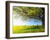 Spring Tree with Fresh Green Leaves on a Blooming Meadow-Dudarev Mikhail-Framed Photographic Print
