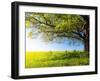 Spring Tree with Fresh Green Leaves on a Blooming Meadow-Dudarev Mikhail-Framed Photographic Print