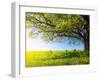 Spring Tree with Fresh Green Leaves on a Blooming Meadow-Dudarev Mikhail-Framed Photographic Print