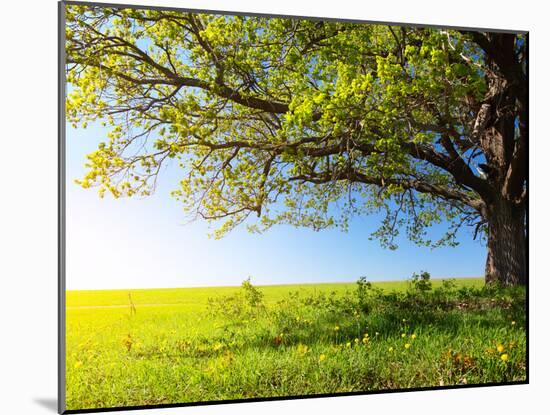 Spring Tree with Fresh Green Leaves on a Blooming Meadow-Dudarev Mikhail-Mounted Photographic Print
