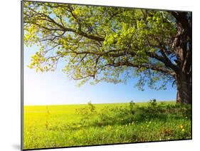 Spring Tree with Fresh Green Leaves on a Blooming Meadow-Dudarev Mikhail-Mounted Photographic Print