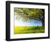 Spring Tree with Fresh Green Leaves on a Blooming Meadow-Dudarev Mikhail-Framed Photographic Print