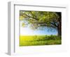 Spring Tree with Fresh Green Leaves on a Blooming Meadow-Dudarev Mikhail-Framed Photographic Print