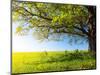 Spring Tree with Fresh Green Leaves on a Blooming Meadow-Dudarev Mikhail-Mounted Photographic Print