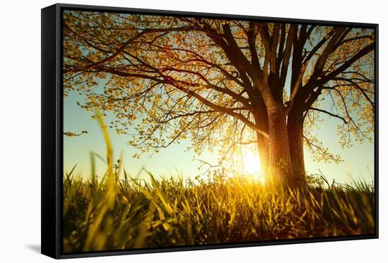 Spring Tree with Fresh Leaves on a Meadow at Sunset-Dudarev Mikhail-Framed Stretched Canvas