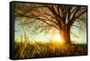 Spring Tree with Fresh Leaves on a Meadow at Sunset-Dudarev Mikhail-Framed Stretched Canvas