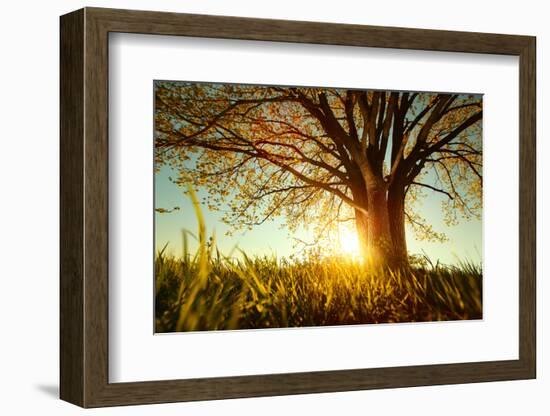 Spring Tree with Fresh Leaves on a Meadow at Sunset-Dudarev Mikhail-Framed Photographic Print