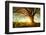 Spring Tree with Fresh Leaves on a Meadow at Sunset-Dudarev Mikhail-Framed Photographic Print