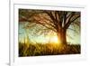 Spring Tree with Fresh Leaves on a Meadow at Sunset-Dudarev Mikhail-Framed Photographic Print