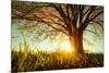 Spring Tree with Fresh Leaves on a Meadow at Sunset-Dudarev Mikhail-Mounted Photographic Print