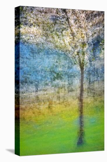 Spring Tree-Ursula Abresch-Stretched Canvas