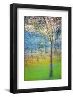 Spring Tree-Ursula Abresch-Framed Photographic Print