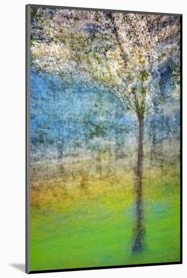 Spring Tree-Ursula Abresch-Mounted Photographic Print