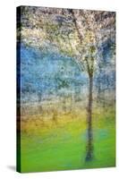 Spring Tree-Ursula Abresch-Stretched Canvas