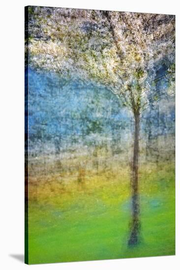 Spring Tree-Ursula Abresch-Stretched Canvas