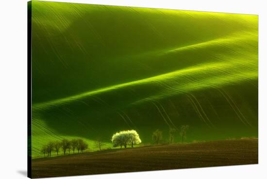 Spring Tree-Marcin Sobas-Stretched Canvas