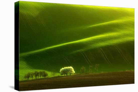 Spring Tree-Marcin Sobas-Stretched Canvas