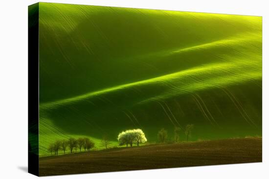 Spring Tree-Marcin Sobas-Stretched Canvas