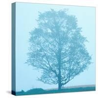 Spring Tree-James McLoughlin-Stretched Canvas