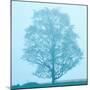 Spring Tree-James McLoughlin-Mounted Photographic Print