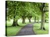 Spring Trees on the Stray in Spring, Harrogate, North Yorkshire, Yorkshire, England, UK, Europe-Mark Sunderland-Stretched Canvas