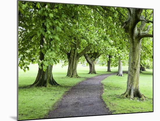 Spring Trees on the Stray in Spring, Harrogate, North Yorkshire, Yorkshire, England, UK, Europe-Mark Sunderland-Mounted Photographic Print