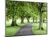 Spring Trees on the Stray in Spring, Harrogate, North Yorkshire, Yorkshire, England, UK, Europe-Mark Sunderland-Mounted Photographic Print