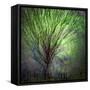 Spring Trees-Ursula Abresch-Framed Stretched Canvas