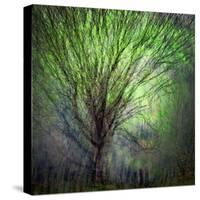 Spring Trees-Ursula Abresch-Stretched Canvas