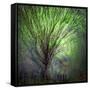 Spring Trees-Ursula Abresch-Framed Stretched Canvas