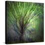 Spring Trees-Ursula Abresch-Stretched Canvas