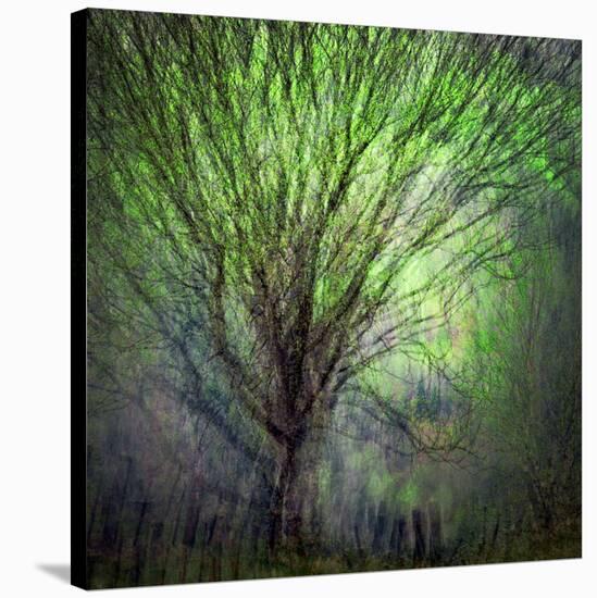 Spring Trees-Ursula Abresch-Stretched Canvas