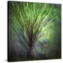 Spring Trees-Ursula Abresch-Stretched Canvas