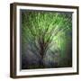 Spring Trees-Ursula Abresch-Framed Photographic Print