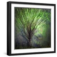 Spring Trees-Ursula Abresch-Framed Photographic Print