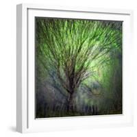 Spring Trees-Ursula Abresch-Framed Photographic Print