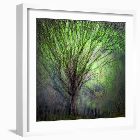Spring Trees-Ursula Abresch-Framed Photographic Print