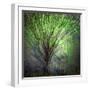 Spring Trees-Ursula Abresch-Framed Photographic Print