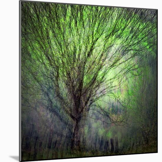 Spring Trees-Ursula Abresch-Mounted Photographic Print