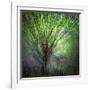 Spring Trees-Ursula Abresch-Framed Photographic Print