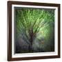 Spring Trees-Ursula Abresch-Framed Photographic Print