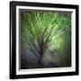 Spring Trees-Ursula Abresch-Framed Photographic Print