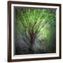 Spring Trees-Ursula Abresch-Framed Photographic Print