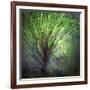 Spring Trees-Ursula Abresch-Framed Photographic Print