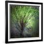 Spring Trees-Ursula Abresch-Framed Photographic Print