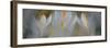 Spring trio-Heidi Westum-Framed Photographic Print