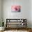 Spring Tulip Magnolia-Jai Johnson-Stretched Canvas displayed on a wall