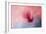 Spring Tulip Magnolia-Jai Johnson-Framed Giclee Print